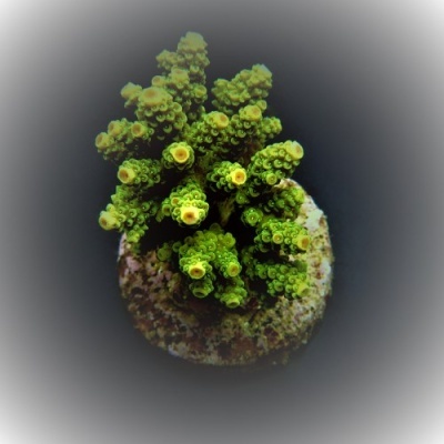 Acropora Florida