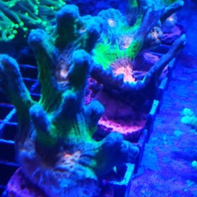 Pectinia spp - Lettuce Coral