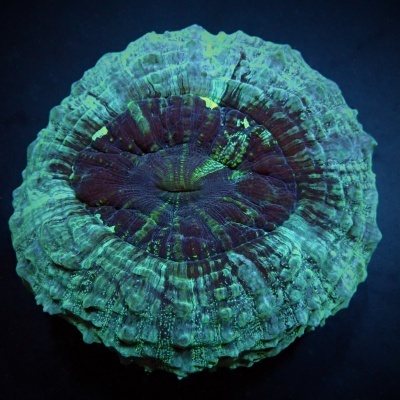 Acanthophyllia - Green