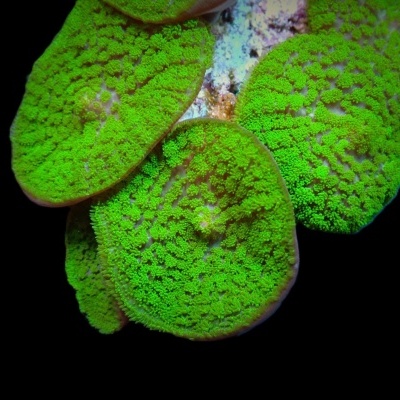 Rhodactis Inchoata Green