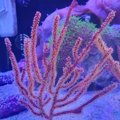 Golden Polyp Gorgonia