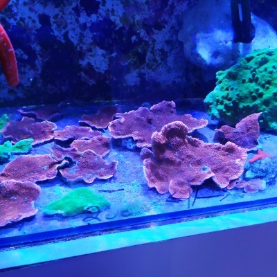 Montipora spp. Green / Red