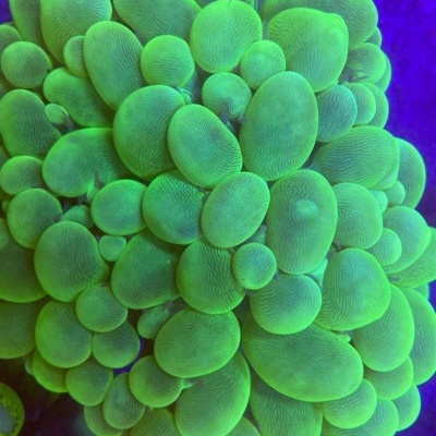 Coral marinho verde bolhoso em fundo azul