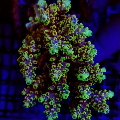 Acropora Cytherea