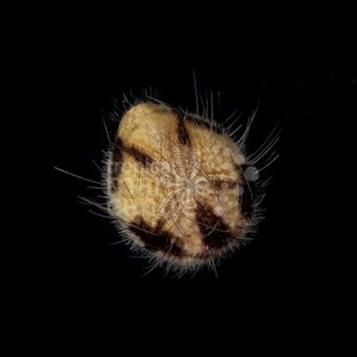 Sea Mouse Urchin