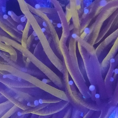 Euphyllia Glabrescens ULTRA 24K TORCH