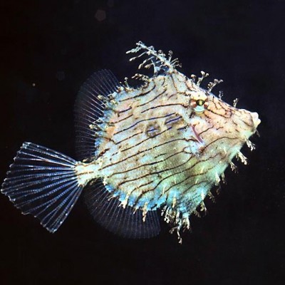 Tassle Filefish