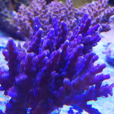 Acropora Nana