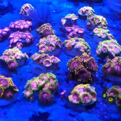 Zoanthus sp. Pink Diamond