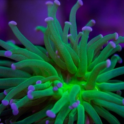 Euphyllia glabrescens (Cotton Candy)