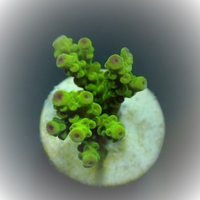 Acropora Florida