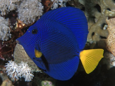 Zebrasoma Xanthurum