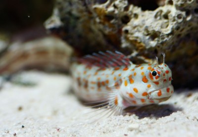 Blenniella Chrysospilos