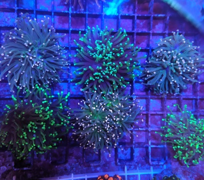 Euphyllia Glabrescens Premium