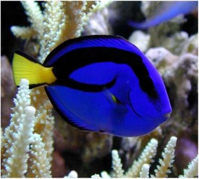 Paracanthurus Hepatus