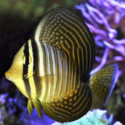 Zebrasoma Desjardinii