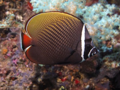 Chaetodon Collare
