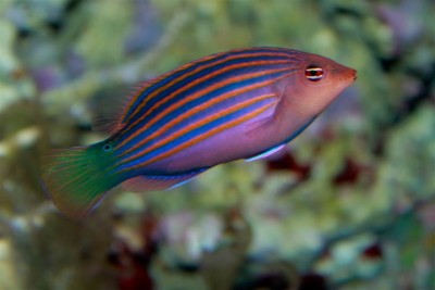 Pseudocheilinus Hexataenia - Six Line Wrasse