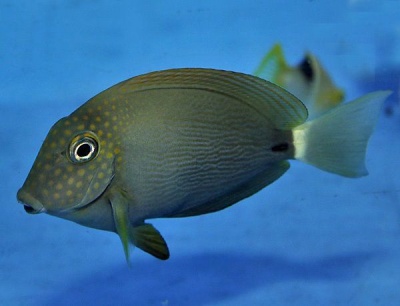 Acanthurus Maculiceps L