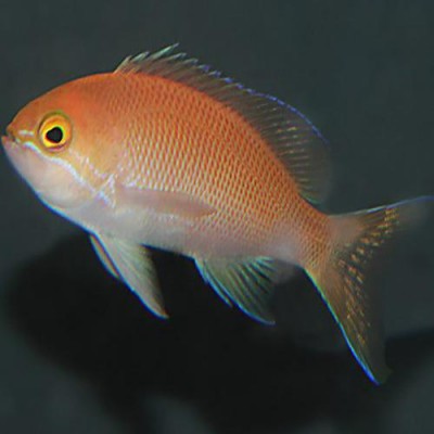 Pseudanthias Carlsoni