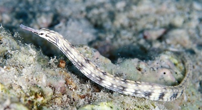 Corythoichthys Intestinalis