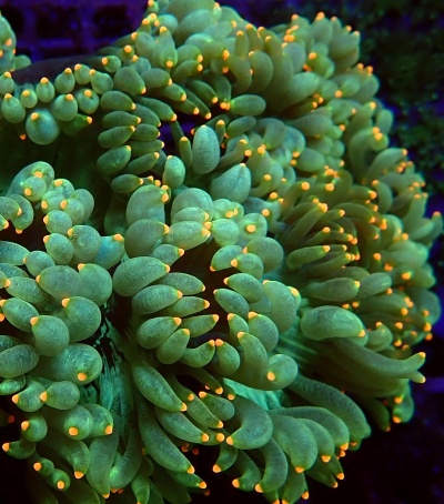 Catalaphyllia Jardinei