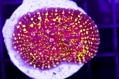 FLAMETHROWER CHALICE