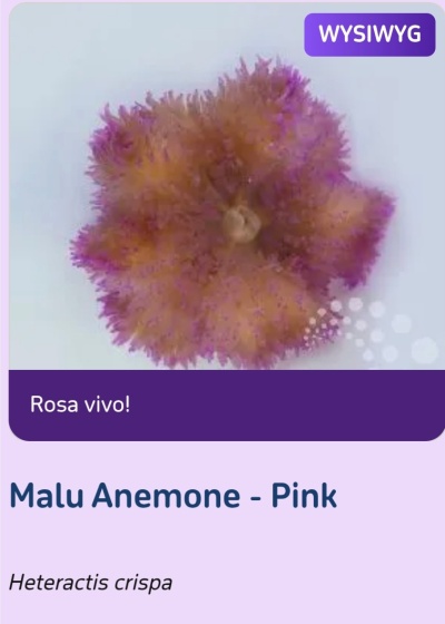 Malu Anemone - ULTRA Pink / Heteractis Crispa