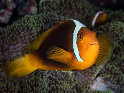 Amphiprion Frenatus - Tomato Clownfish