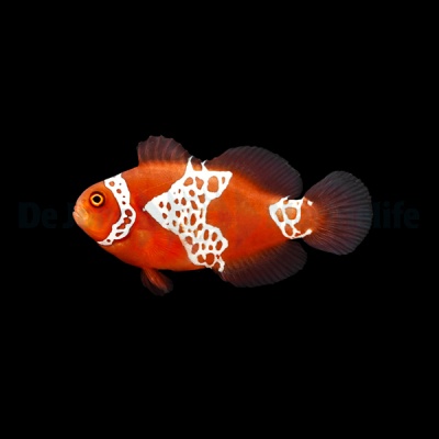 Premnas Biaculeatus - Maroon Lightning