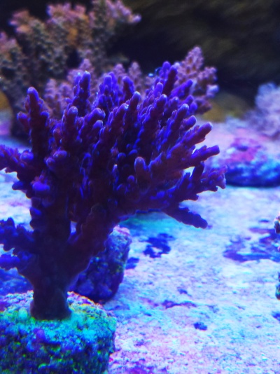 Acropora Nana
