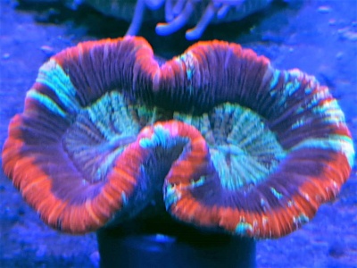 Trachyphyllia Red