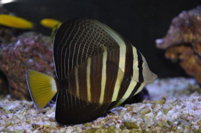 Zebrasoma Veliferum