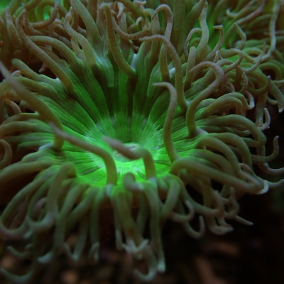 Duncanopsammia Axifuga