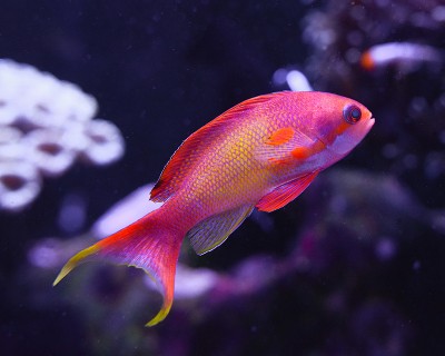 Anthias