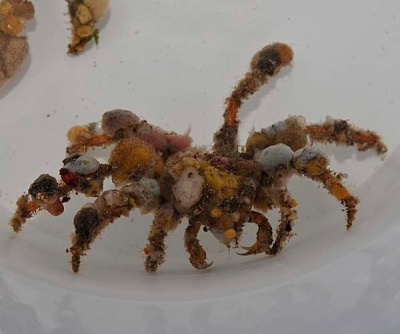 Decorator Crab