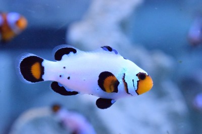 Ocellaris - Frostbite