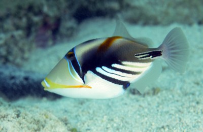 Rhinecanthus Aculeatus