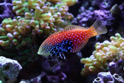 Macropharyngodon Bipartitus - Peacock Wrasse