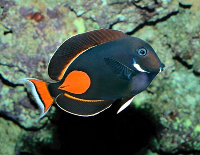 Acanthurus Achilles