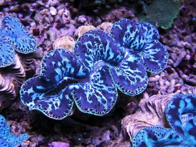 Tridacna Maxima Ultra