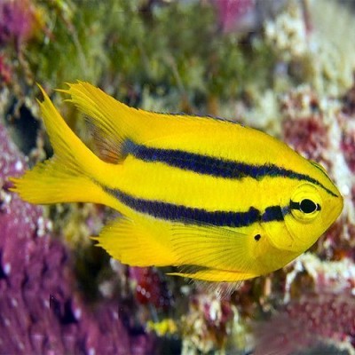 Neoglyphidodon Nigroris