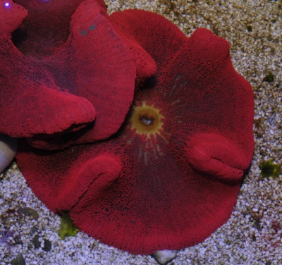 Stichodactyla Haddoni - RED