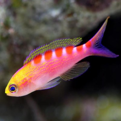 Pseudanthias Flavoguttatus