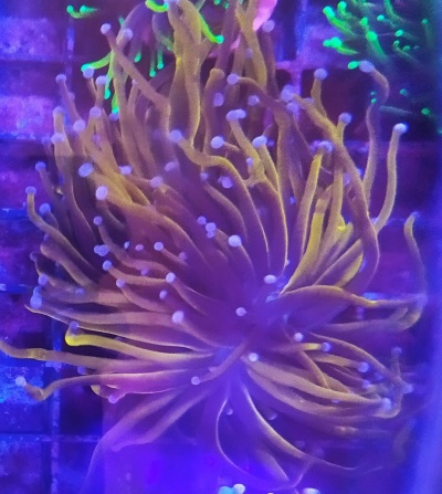 Euphyllia Glabrescens ULTRA 24K TORCH