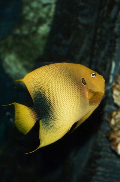 Holacanthus Africanus