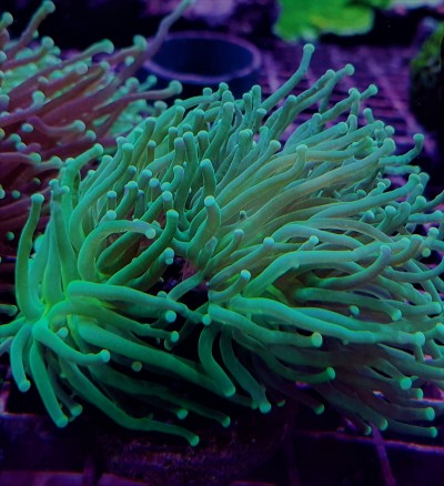 Euphyllia Glabrescens - Green - Ultra