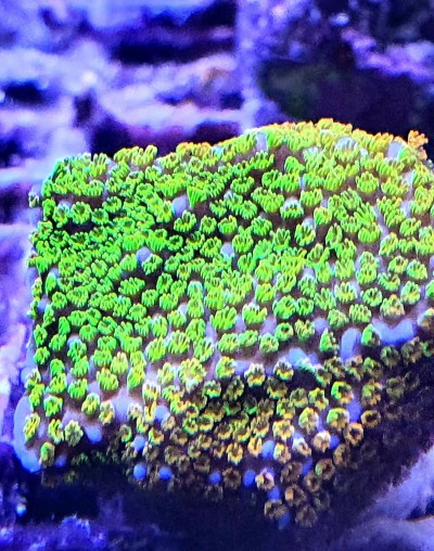 Montipora Rainbow
