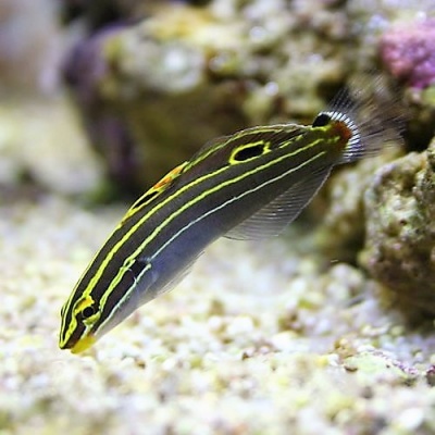 Court Jester Goby Gold