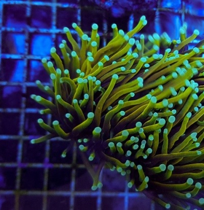 Euphyllia Glabrescens- Dragon-Soul